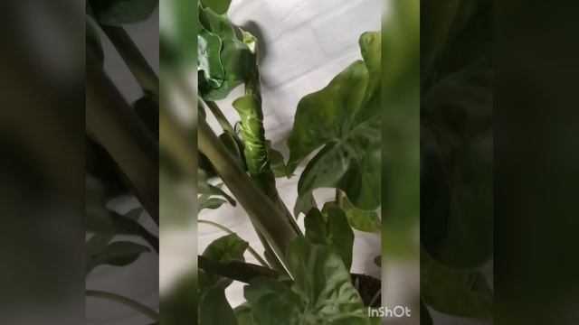 Продажа алоказий. Алоказия Low Rider