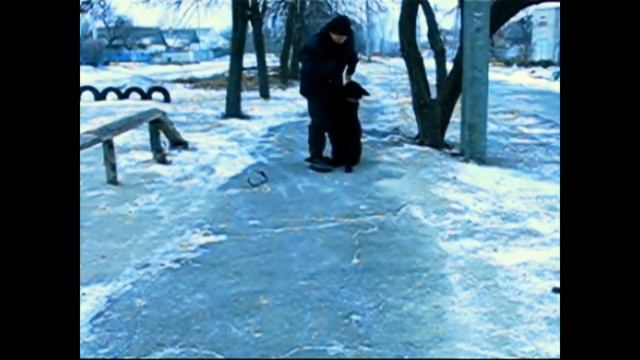 Занятия с немецкой овчаркой по кличке Сима. Начало смотреть онлайн