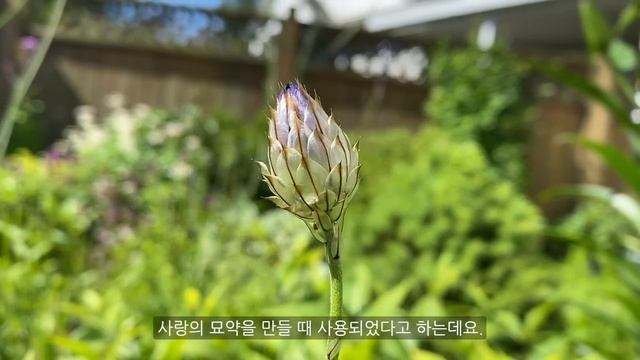 #화살꽃, Cupid's dart 'Major', Catananche caerulea #노지월동 #다년생 여름꽃, 밴쿠버 폭염, Gardening, Vancouver смотреть онлайн