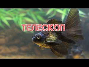 ТЕЛЕСКОП. СОДЕРЖАНИЕ И РАЗВЕДЕНИЕ В АКВАРИУМЕ