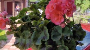 Небольшй обзор моих сортовых пеларгоний. август 2022.