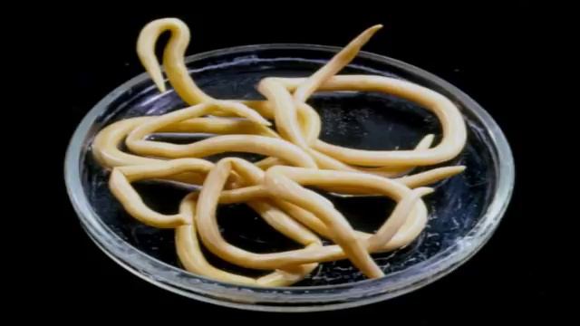 Паразиты и паразитизм (рассказывает биолог Муза Кирюшина) смотреть онлайн