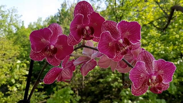 Фаленопсис Kimono бабочка смотреть онлайн
