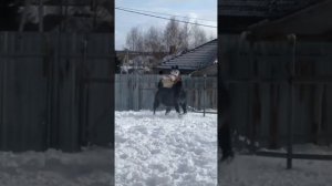 Элитные лошади . Орловский рысак Орлик , г.Смоленск . Продаётся!