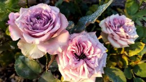 Роза Дольчетто