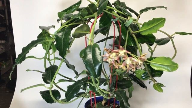 A Visit with Hoya imperialis Palawan смотреть онлайн