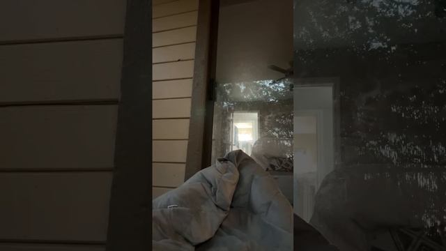 Phoebe Pine 2 Is In The Storm