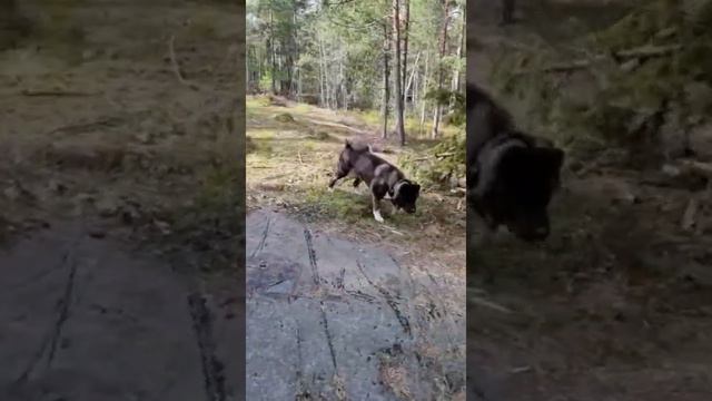Американская Акита Молли// лайфхак, если собака от вас убегает на прогулке смотреть онлайн