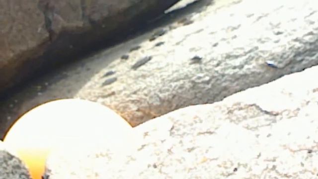 Мокрицы побережья уссурийского залива. смотреть онлайн