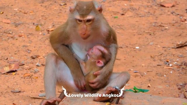 Omg.! Why is tiny Leo unhappy with mother Libby like this? | Best Video Clip | Life of Monkeys смотреть онлайн
