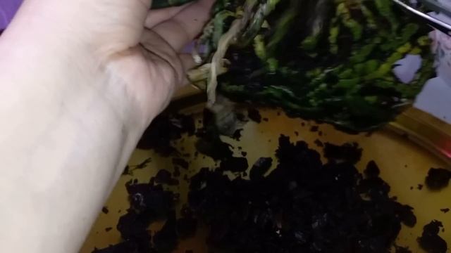 Орхидея Интрига?. Пересадка в Открытую Систему. Как быстро избавится от подур?. смотреть онлайн