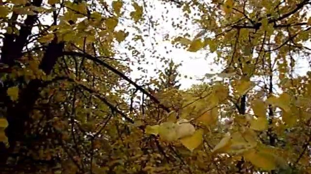 МИЛА я ОСЕНЬ.. ( Remix ..) смотреть онлайн