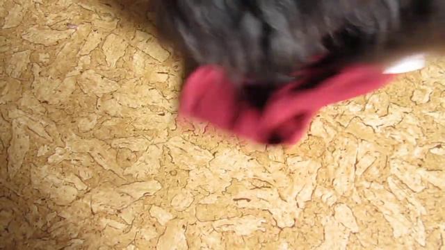 тибетский терьер (тест N 3) смотреть онлайн