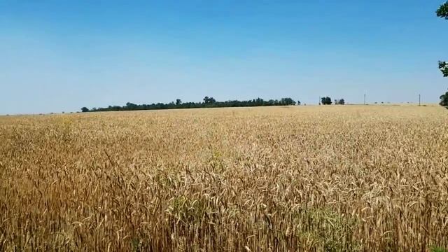 САМВЕЛ АДАМЯН ПОКАЗАЛ ЧТО НЕЗАБАНЕН. ЗАЧЕМ ЮЛЬКА ОТКРЫЛА КАНАЛ смотреть онлайн