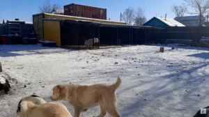 Рост и вес алабая по месяцам