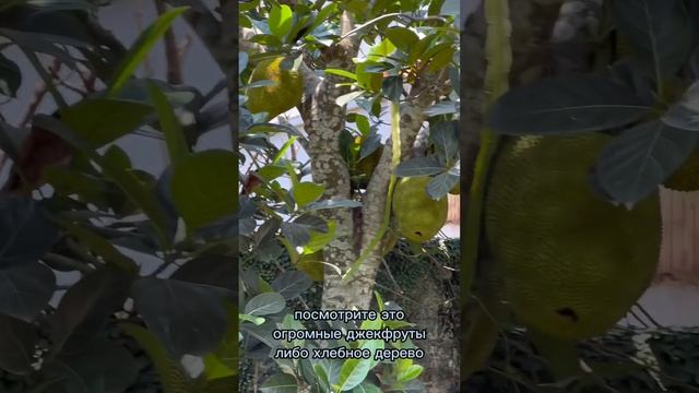 Хлебное дерево ? #вьетнам #дерево смотреть онлайн