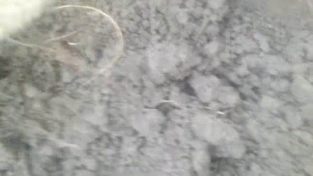 Перевод привитых фундуков на собственные корни часть 4.Прививка фундука на дикую лещину. смотреть онлайн