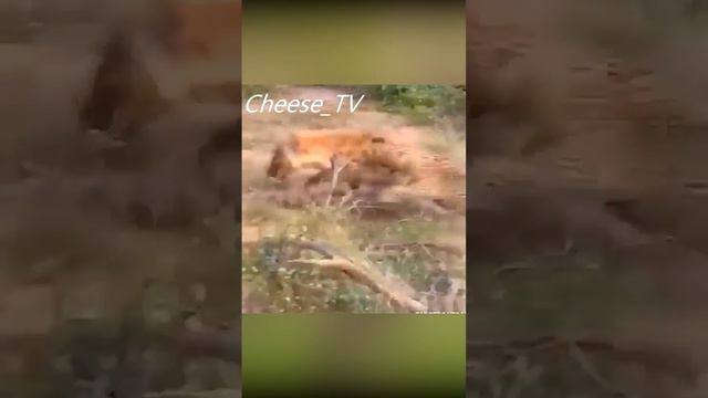 Леопард напал на гиену. смотреть онлайн