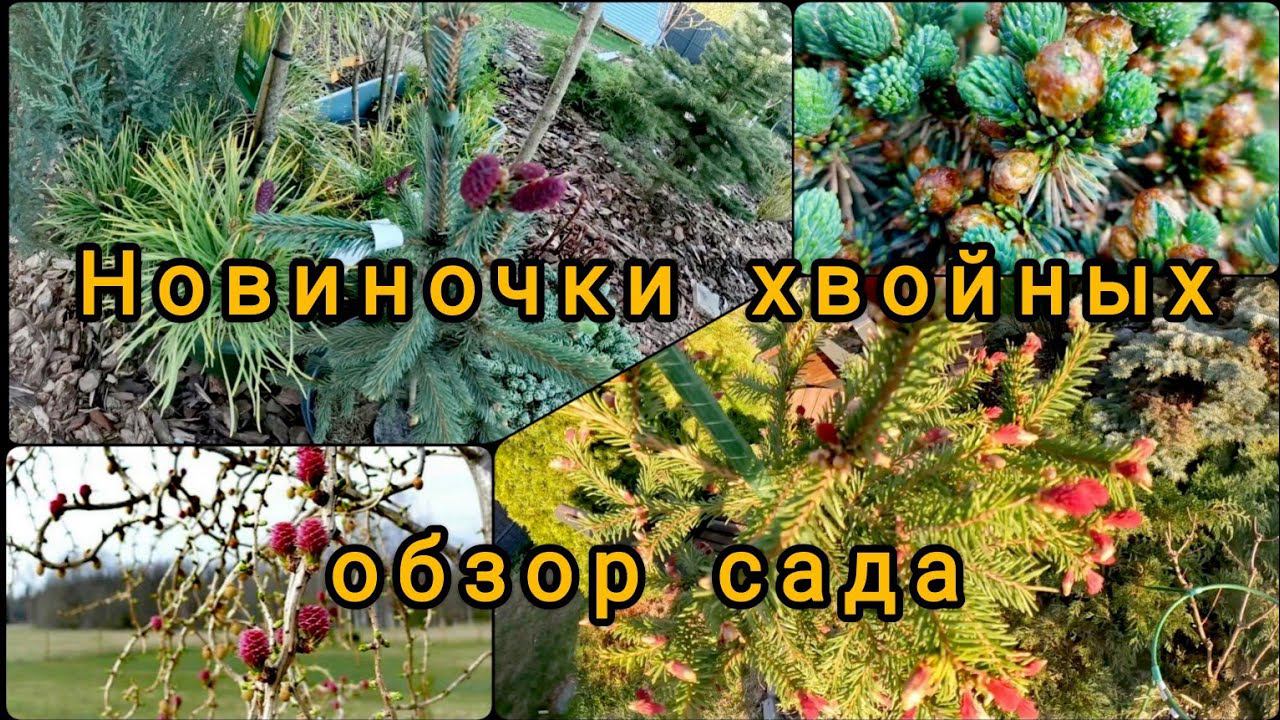 Новиночки хвойных растений!Садовые радости! Мой сад 29.04.2024г смотреть онлайн