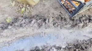 Когда и как высаживать тюльпаны???чем обрабатывать луковицы