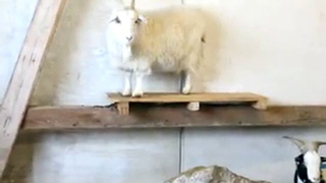 Иван Дорн и Австрийский Козел смотреть онлайн