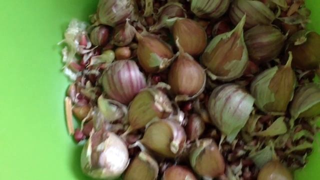 Масло шоколадное/ Чеснок и лук на посадку/ Цикламены и алое