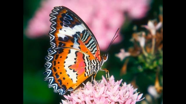 Бабочки смотреть онлайн