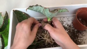 Пересадка САНСЕВИЕРИИ КИРКИ СИЛЬВЕР БЛЮ / sansevieria KIRKI Silver Blue