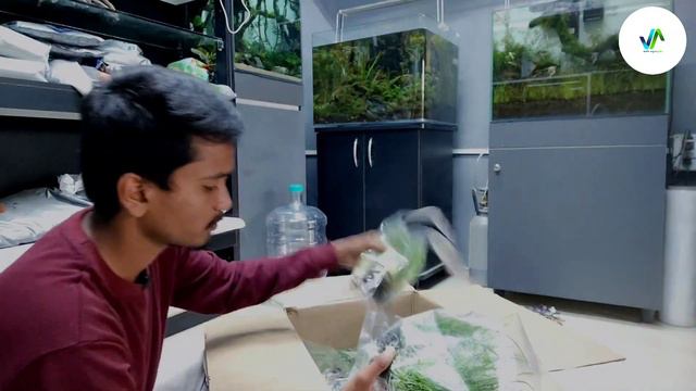 Unboxing natural plants | Tissue cultured plants | Anubias | Background plants | planted aquarium смотреть онлайн