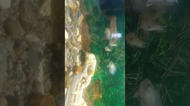 Покупка 5 штук НАНОКАР БЛЮ цихлид очень красивые в подарок дали 1 гурами смотреть онлайн