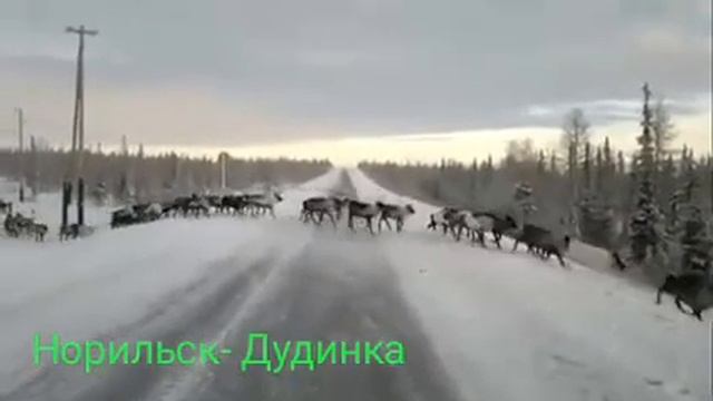 Олени на дороге Дудинка-Норильск смотреть онлайн