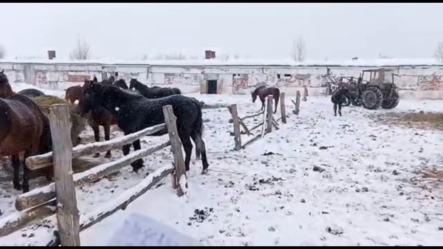 Содержания лошадей. подчеты расходов на содержания смотреть онлайн