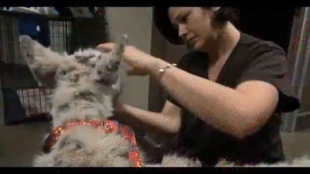 Хаски получает второй шанс на жизнь смотреть онлайн