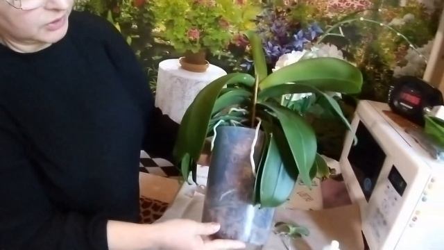 ВЛОГ. ОБЗОР ПОКУПОК ИЗ ФИКС ПРАЙСА. В ГОСТЯХ У МАМЫ. С НАДЕЖДОЙ В "ОБИ". смотреть онлайн