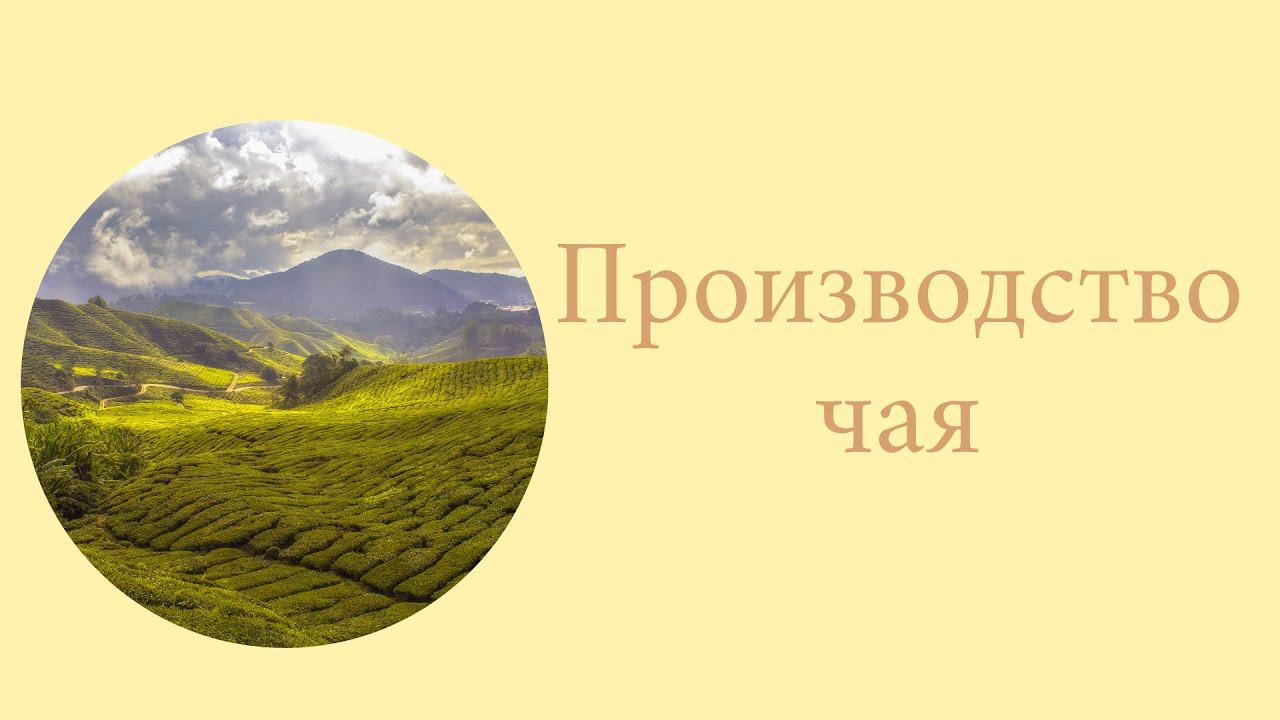 Машинное и ручное производство чая смотреть онлайн