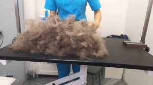 КАК ВЫЧЕСАТЬ и ПОМЫТЬ КОШКУ