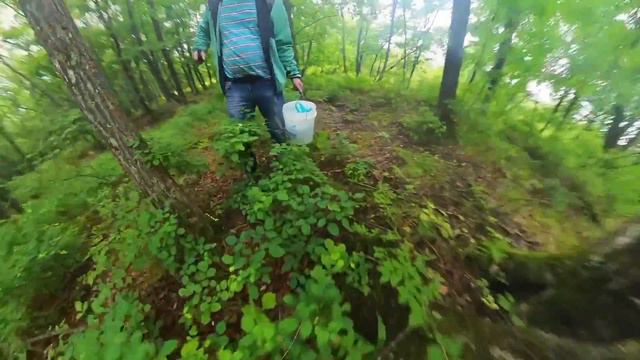 За Грибами мы пошли-Ананасы мы нашли. Дед Мичурин вывел сорт за который был бы горд. #грибы2023 смотреть онлайн