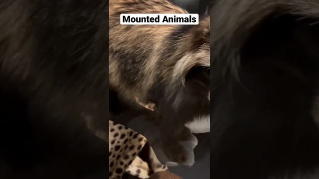 Mounted animals on biodiversity wall of Naturkundemuseum Berlin #viral #shorts #naturalhistorymuseu смотреть онлайн