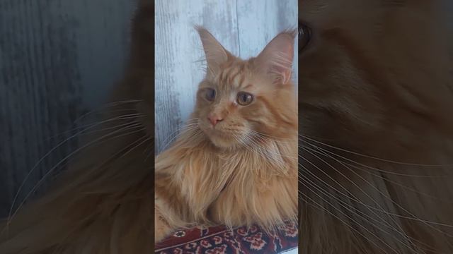 Рыжая ягодка #мейнкун #mainecoon #котики #рыжий смотреть онлайн