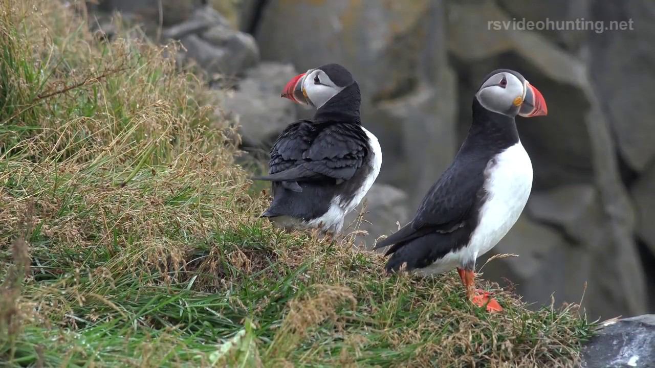 Iceland 2, Исландия 2