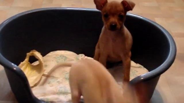 Той-терьер ,рыжий, палевый, мини и стандарт. смотреть онлайн