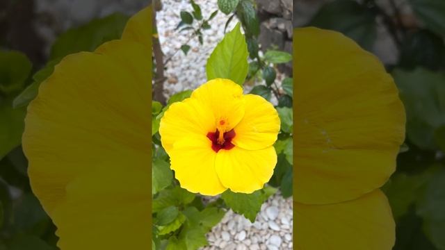 Гибискус, он же китайская роза — популярная культура у многих цветоводов. смотреть онлайн