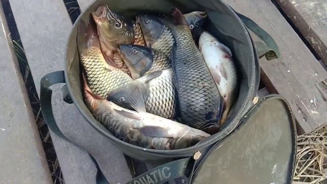 Ночной улов по карпу. рк Дурыкино смотреть онлайн