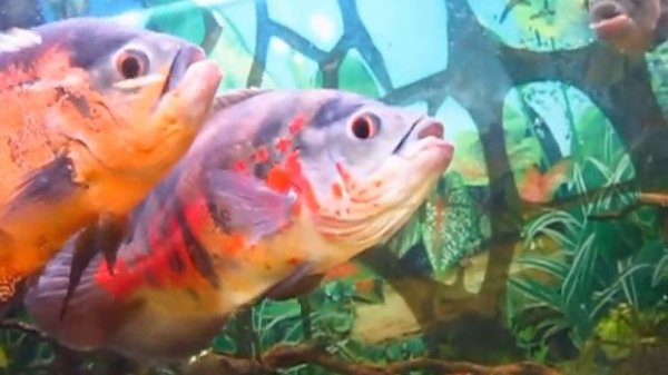 Рыбы ругаются.