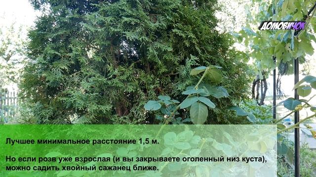 Можно ли Садить Розы Возле Хвойных - Розы И Хвойные - Соседство Роз и Туи смотреть онлайн