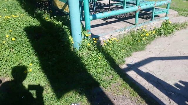 Кане корсо и Питбуль встреча на прогулке смотреть онлайн