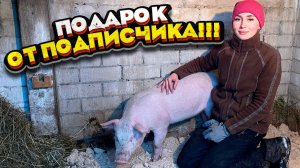 Долгожданный ПОДАРОК от подписчика! | Молодая Ферма