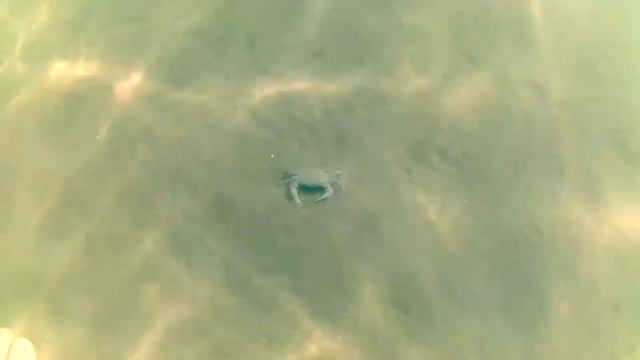 Крабы в чёрном море смотреть онлайн