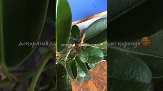 Гулдор учун эн сонун каражат "Эпин экстра". смотреть онлайн