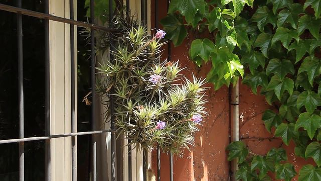Tillandsia o Clavel del aire en flor смотреть онлайн